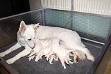 TETER - BERGER BLANC SUISSE 011